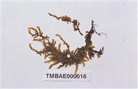 Aerobryopsis parisii (Card.) Broth. Collection Image, Figure 2, Total 9 Figures